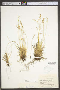 Carex communis var. communis image