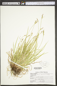 Carex communis var. communis image