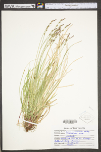 Carex communis var. communis image