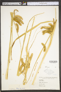 Carex comosa image