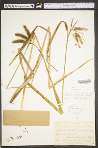 Carex comosa image