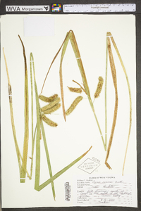 Carex comosa image