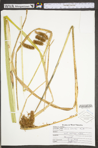 Carex comosa image