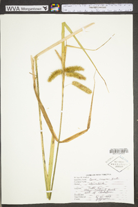 Carex comosa image