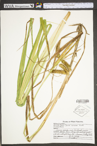 Carex comosa image