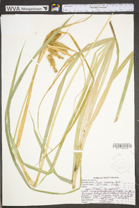 Carex comosa image