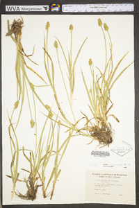 Carex conjuncta image