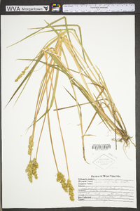 Carex conjuncta image