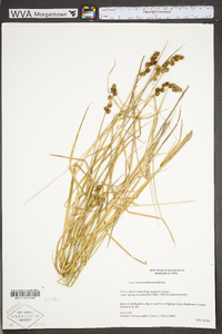 Carex cristatella image