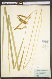 Carex crinita var. crinita image