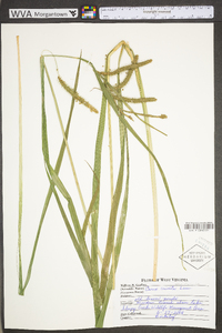 Carex crinita var. crinita image