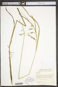 Carex crinita var. crinita image