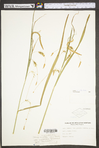 Carex crinita var. crinita image