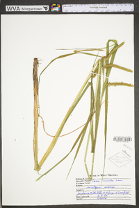 Carex crinita var. crinita image