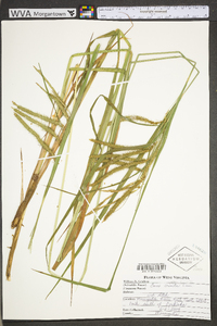 Carex crinita var. crinita image