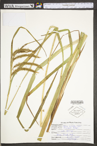 Carex crinita var. crinita image