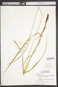 Carex crinita var. crinita image