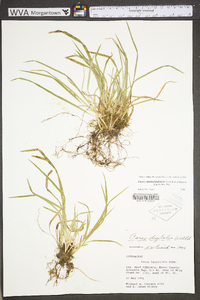 Carex digitalis var. digitalis image