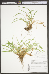 Carex cumberlandensis image