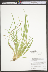 Carex cumberlandensis image