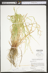 Carex debilis var. debilis image