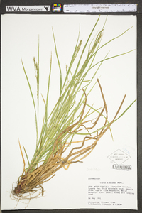 Carex debilis var. debilis image