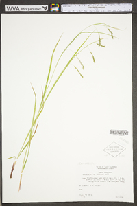 Carex debilis var. debilis image