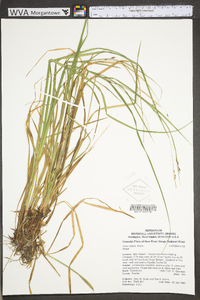 Carex debilis var. debilis image