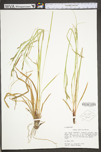 Carex debilis var. debilis image
