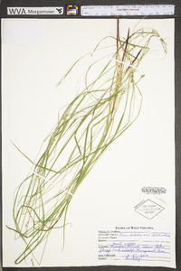 Carex debilis var. debilis image