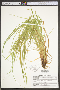 Carex debilis var. rudgei image