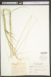 Carex debilis var. debilis image