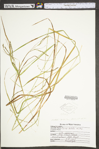 Carex debilis var. rudgei image