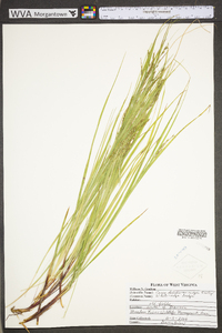 Carex debilis var. rudgei image