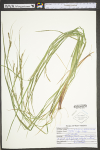 Carex debilis var. debilis image