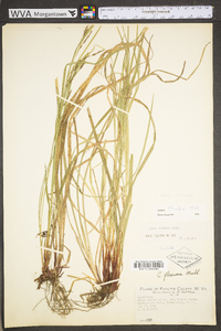 Carex debilis var. rudgei image