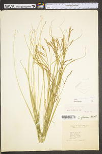 Carex debilis var. rudgei image