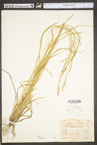 Carex debilis var. debilis image