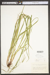 Carex debilis var. rudgei image