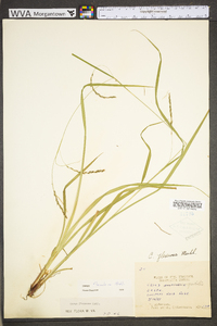 Carex debilis var. rudgei image