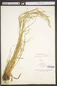 Carex debilis var. debilis image