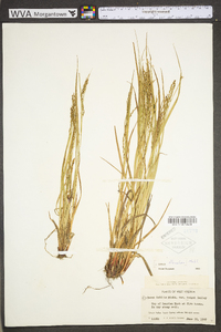 Carex debilis var. rudgei image