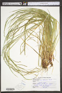 Carex debilis var. rudgei image