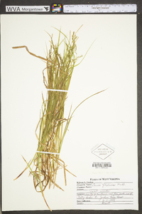 Carex debilis var. rudgei image