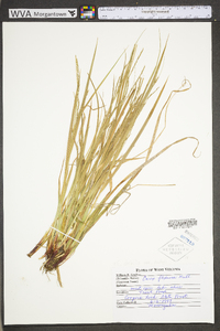 Carex debilis var. rudgei image