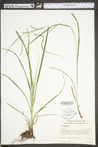 Carex debilis var. rudgei image