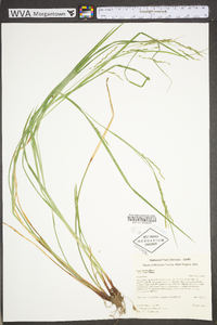 Carex debilis var. rudgei image