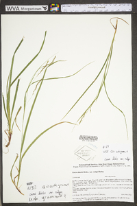 Carex debilis var. rudgei image