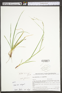 Carex debilis var. rudgei image