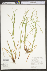 Carex debilis var. rudgei image